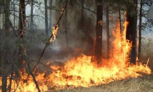 Ежедневно в лесах региона происходит до десятка возгораний
