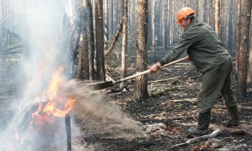 На территории Сибирского федерального округа действует 55 очагов лесных пожаров
