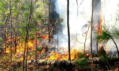 Шойгу требует нормализовать ситуацию с пожарами в Сибири