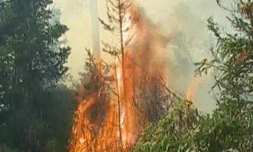 Площадь пожаров в лесах Сибири выросла