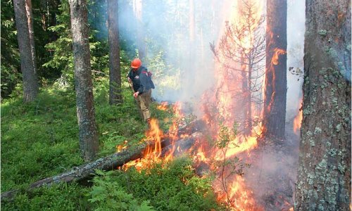 В России за сутки возникло 73 очага природных пожаров