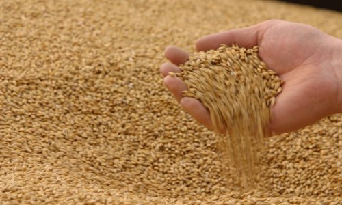 Начались поставки российской пшеницы в Ливию