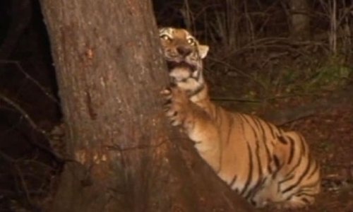 Сбежавшую от зоологов амурскую тигрицу ищут в Приморье