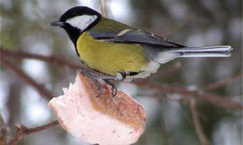 Стартовала ежегодная акция «Покормите птиц зимой!»