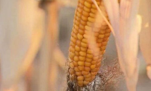 Собран урожай кукурузы в Амурской области