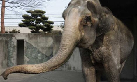 Юбилей самой пожилой слонихи в Японии отмечают в зоопарке Иносикара