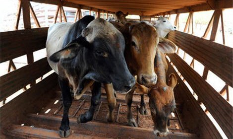 Россельхознадзор приостанавливает ввоз крупного и мелкого рогатого скота и свиней из стран Евросоюза