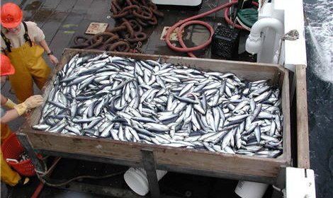 На двух российских судах обнаружено более 100 тонн скрытого улова