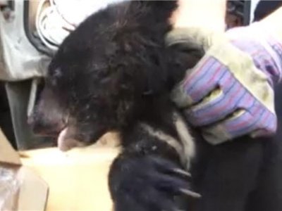 В Приморье полицейские спасли умирающего медвежонка