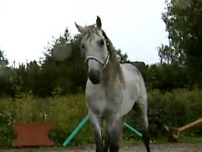 В Петербурге ищут деньги чтобы спасти породистого коня Орфея