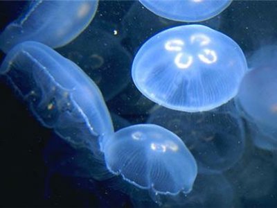 Размножение опасных для человека медуз принимает угрожающие масштабы
