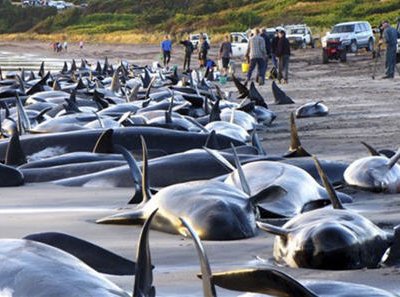 Во Флориде на берег выбросились 22 короткоплавниковых кита-гринды