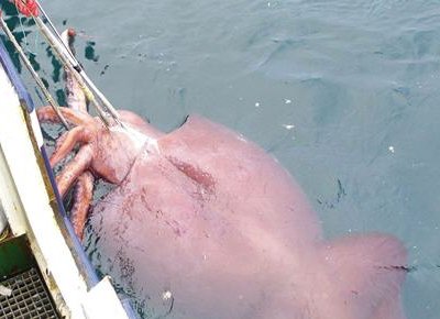 Три рыбака, вышедшие на лов кальмара на моторной лодке, пропали в Приморье