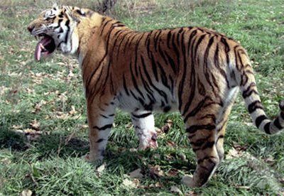 Мониторинг численности амурского тигра начался в Приморском и Хабаровском краях