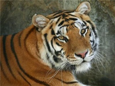 В зоопарке Пензы скончался девятилетний амурский тигр Исатор