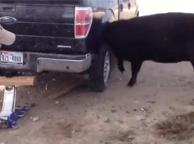 В Австралии любопытная корова всунула голову между задним колесом и крылом джипа (видео)