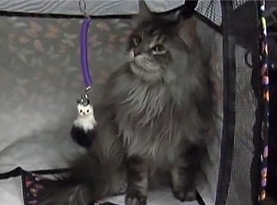 Самый длинный домашний кот в мире – мейн-кун по кличке Стюи скончался от рака