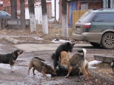 В Архангельске стая собак напала на ребенка