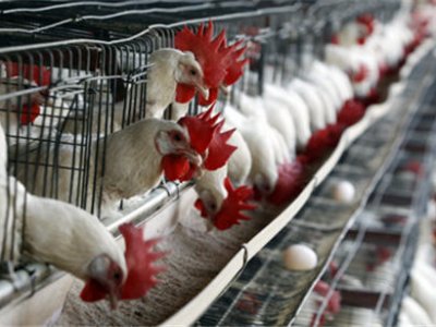 В Приморском крае не выявлено случаев заражения «птичьим гриппом»