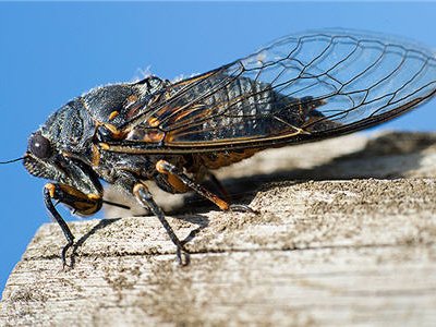 Крупнейшее нашествие цикад предстоит пережить Восточному побережью США