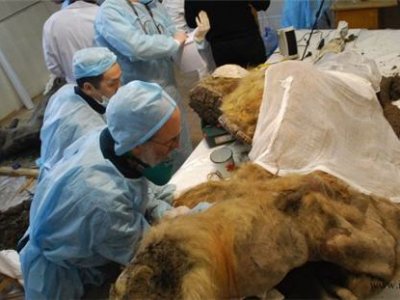 В России, возможно, впервые в мире клонируют мамонта