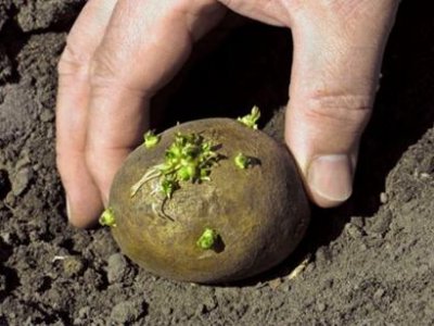 В ямы на дорогах Ярославские активисты посадили картошку