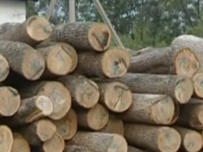 Хабаровские полицейские предотвратили контрабанду леса