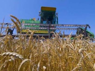 Урожай пшеницы в текущем году достигнет 686,9 млн тонн