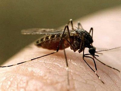 Методы защиты от комаров