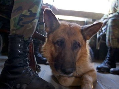 Солдат-срочник из Самарской области будет нести службу вместе со своей собакой