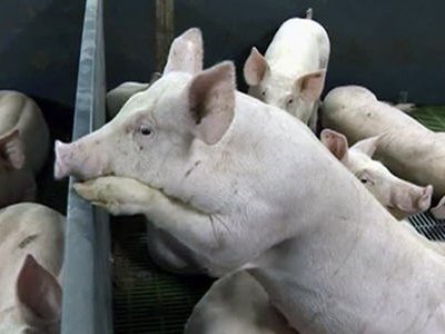 В Тульской области свирепствует африканская чума свиней