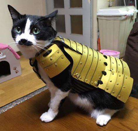 Японцы создали доспехи для кошек и собак