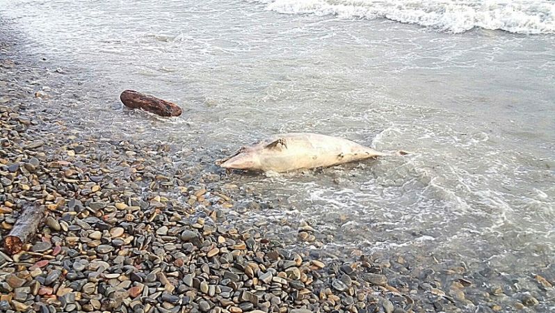 Мертвых дельфинов находят на пляже в Анапе 