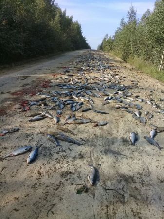 В Хабаровском крае медведям досталась тонна рыбы, которая выпала из грузовика