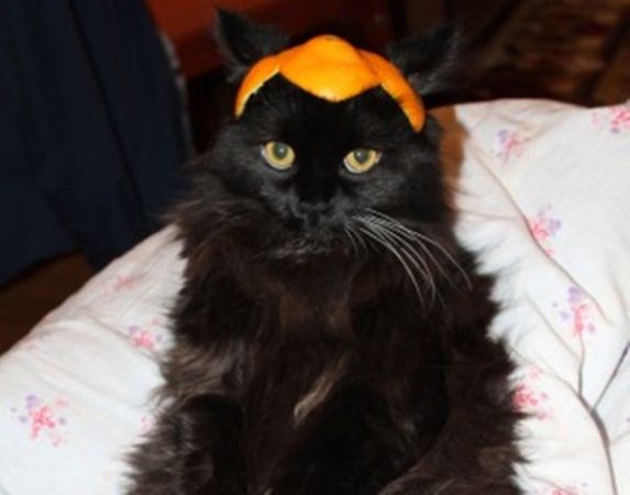 Житель Ростова продает черного кота за миллион рублей