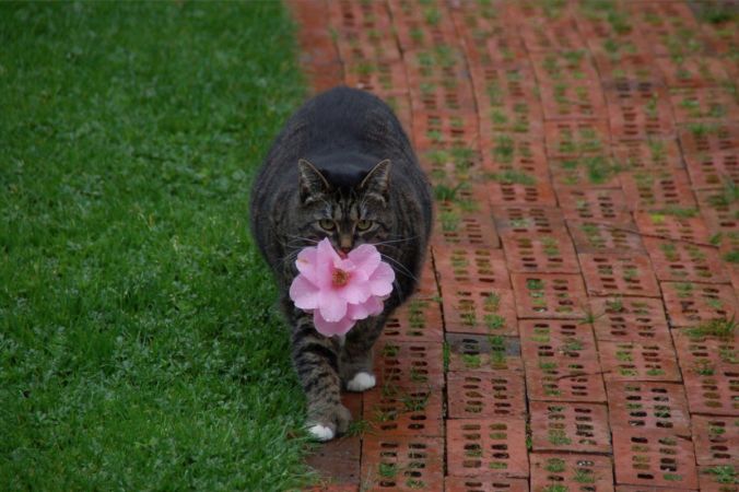 В Канаде кошка стала знаменитостью, подарив своей хозяйке цветы