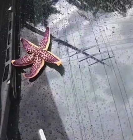 В китайском городе Циндао прошел «дождь» из морских обитателей